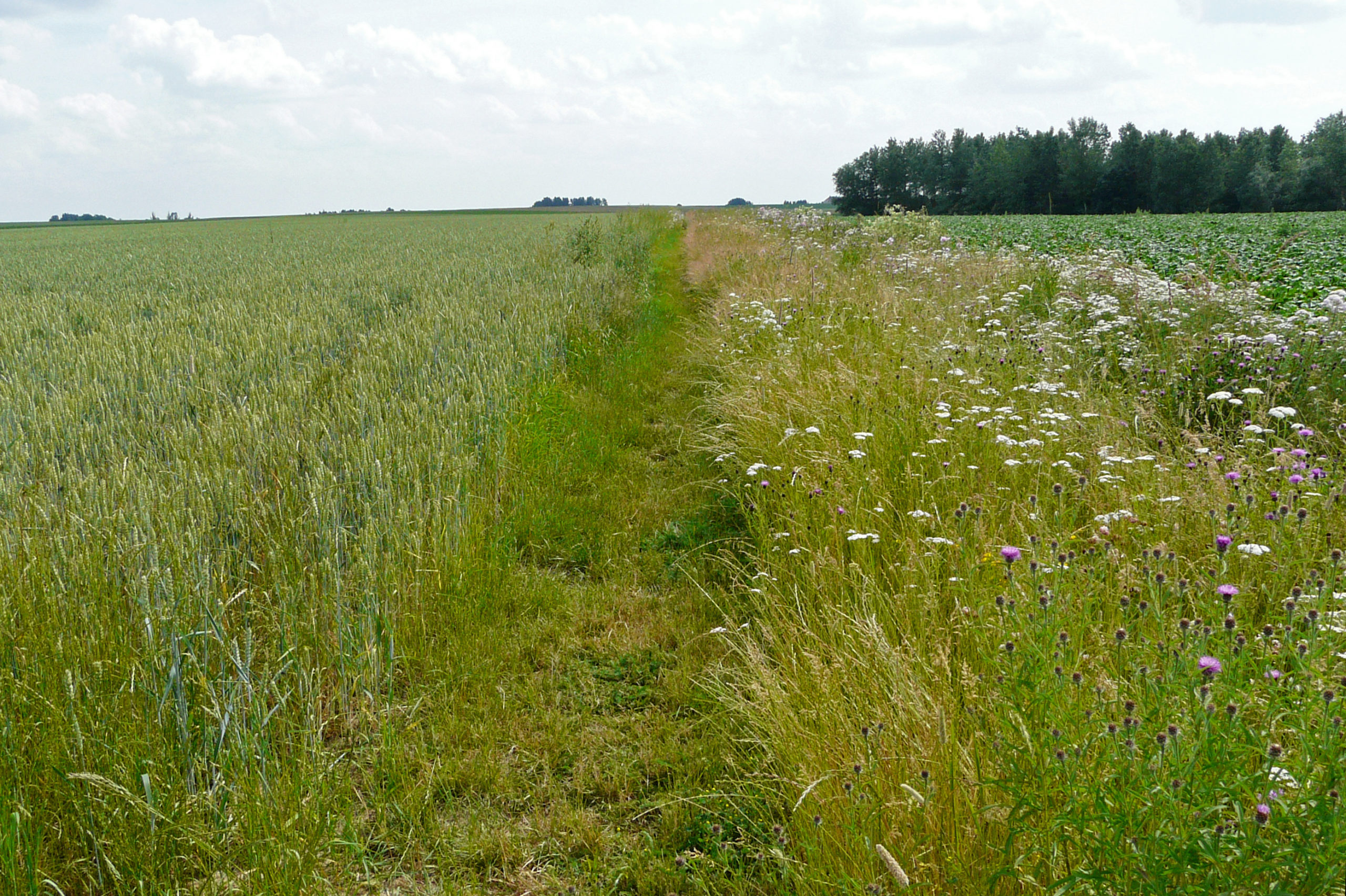 Agriculture et biodiversité, un défi territorial!