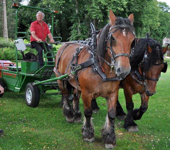 Le cheval de trait ardennais au service de la ruralité