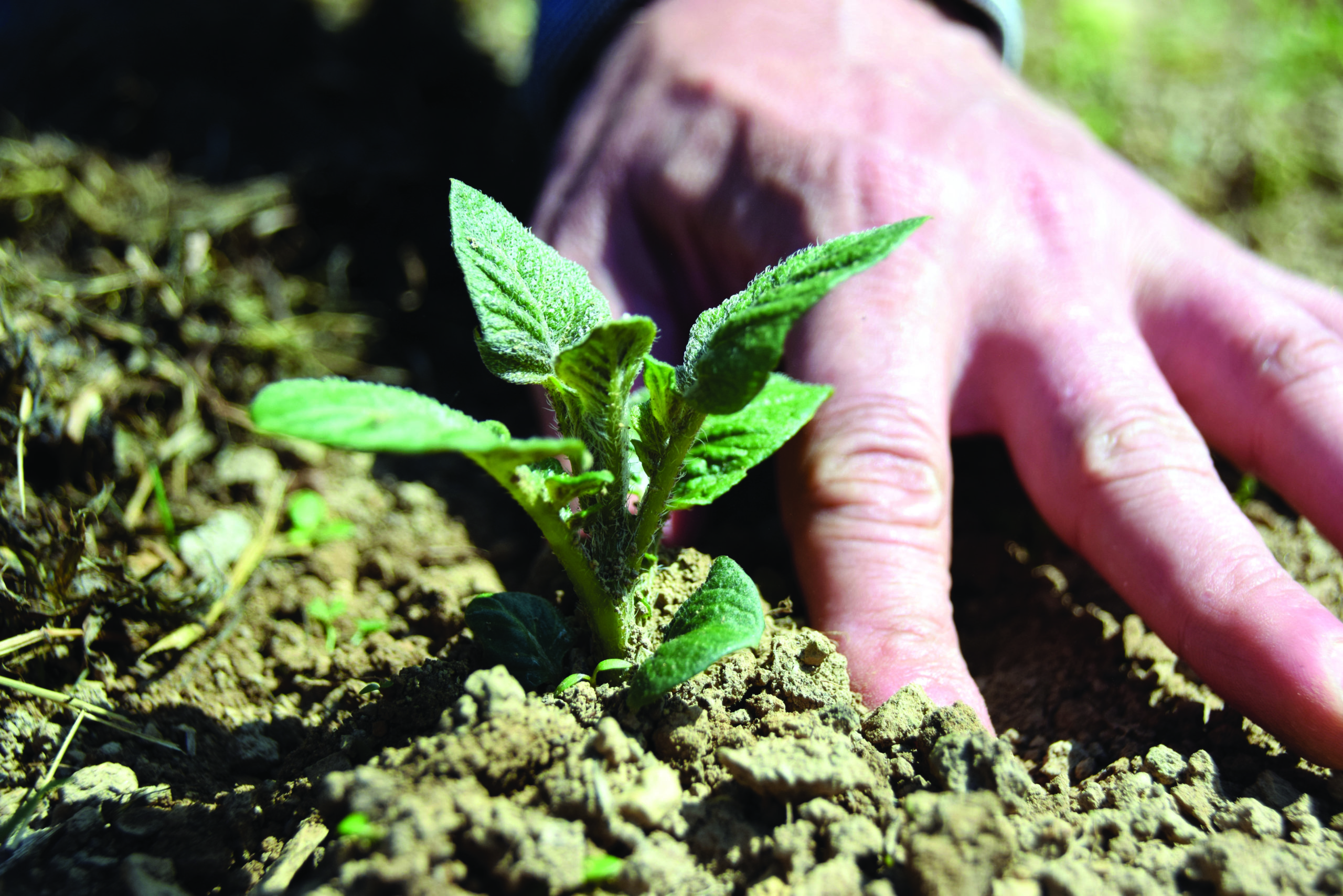 Tous au potager, un cycle de formations agroécologiques