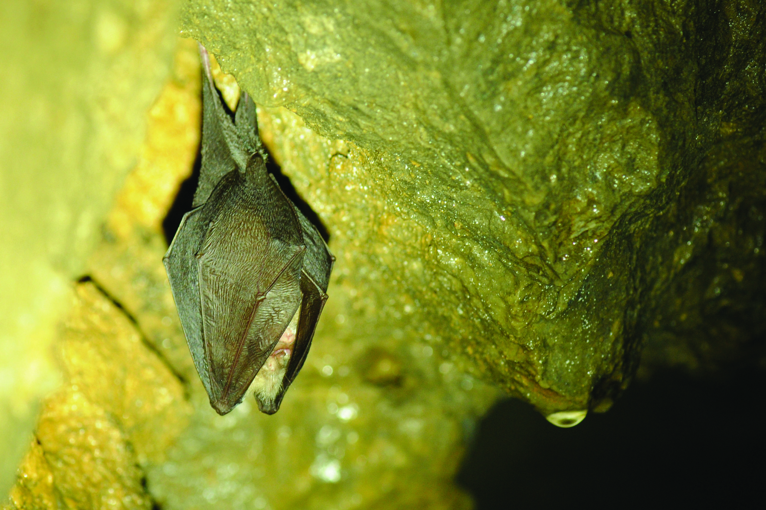 Une saison de recensement des chauves-souris