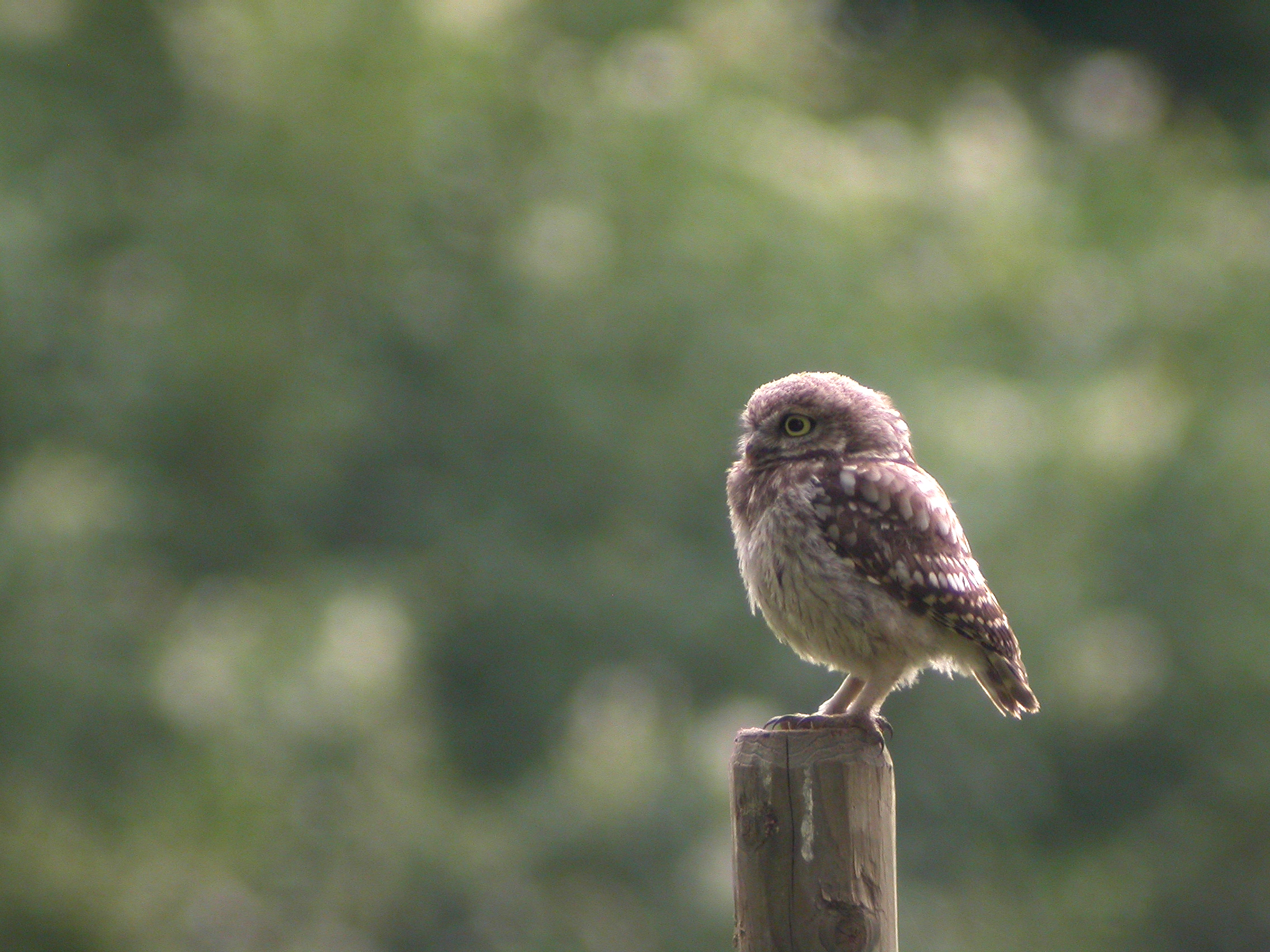 La Chevêche d’Athéna, un inventaire sur l’ensemble du Parc naturel