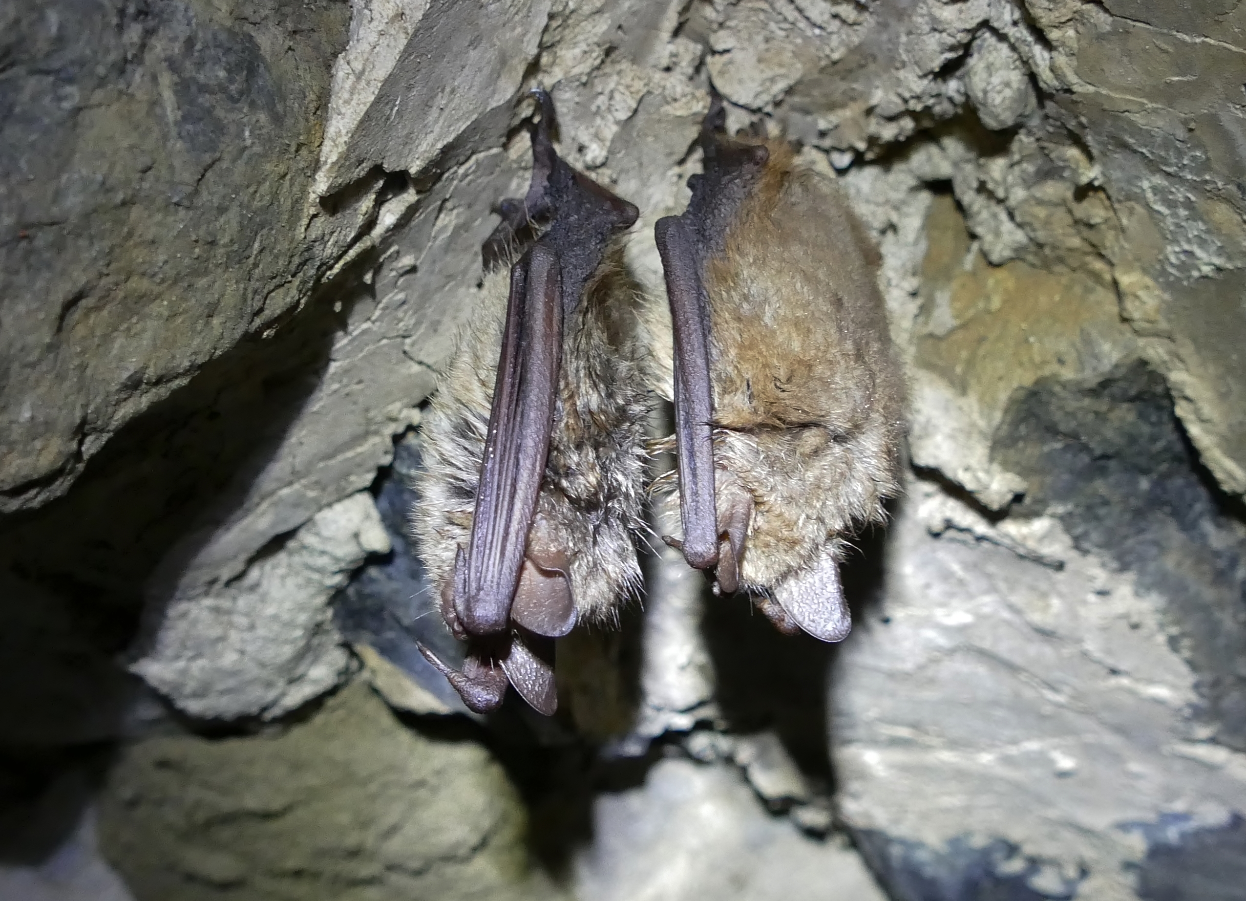 Inventaire, typologie, et préservation des gîtes d’hibernation des chauves-souris