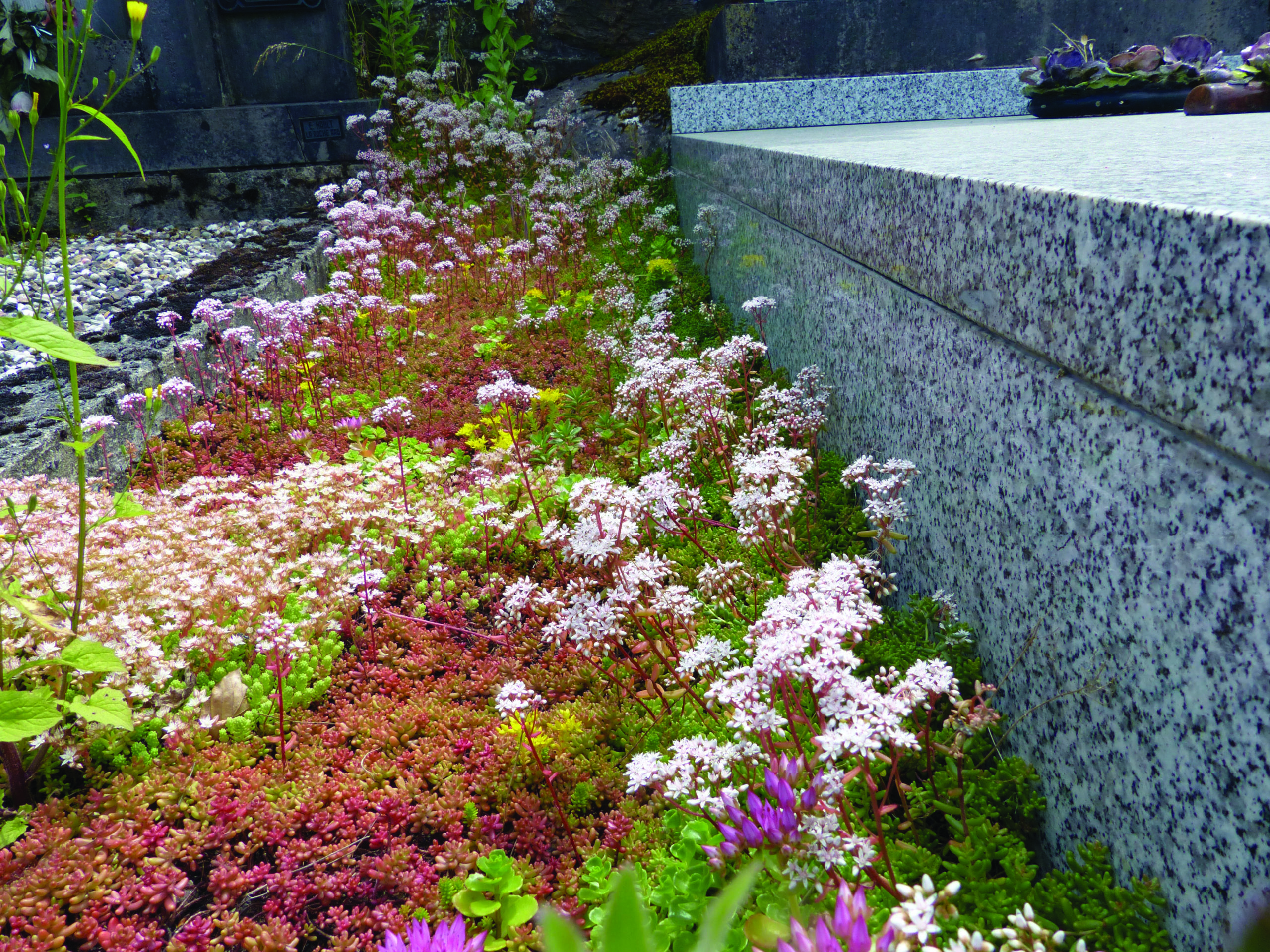 Des végétaux pour se passer des pesticides