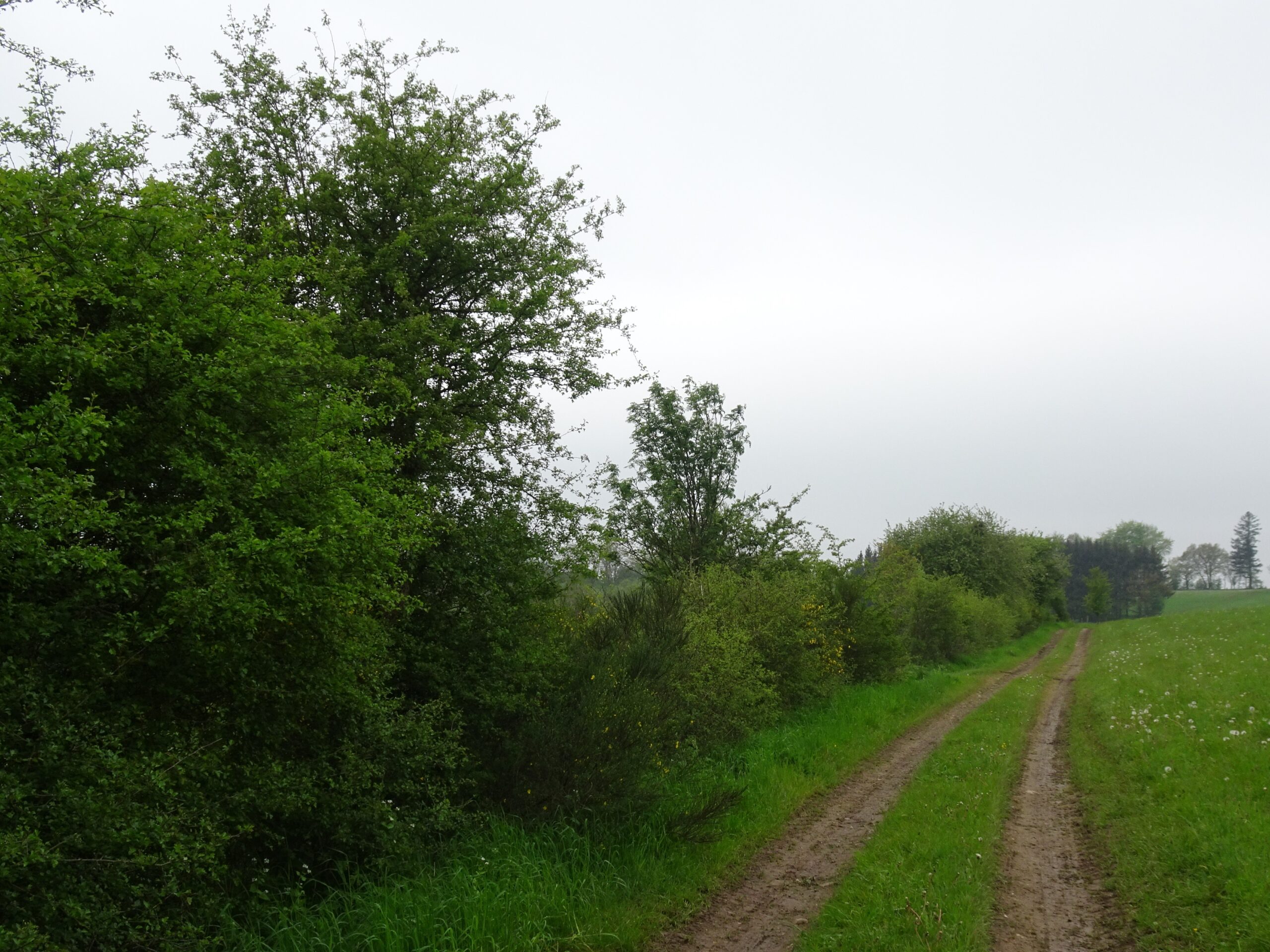 Entretien mutualisé et valorisation de haies indigènes