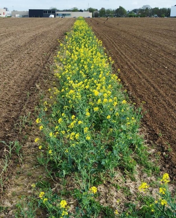Combiner les Pratiques pour Préserver les Populations d’Auxiliaires et réduire les insecticides en grandes cultures