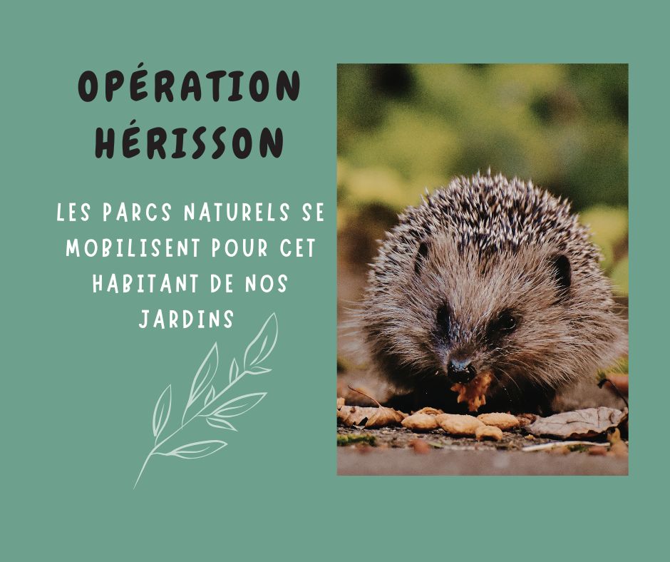 Opération Hérisson