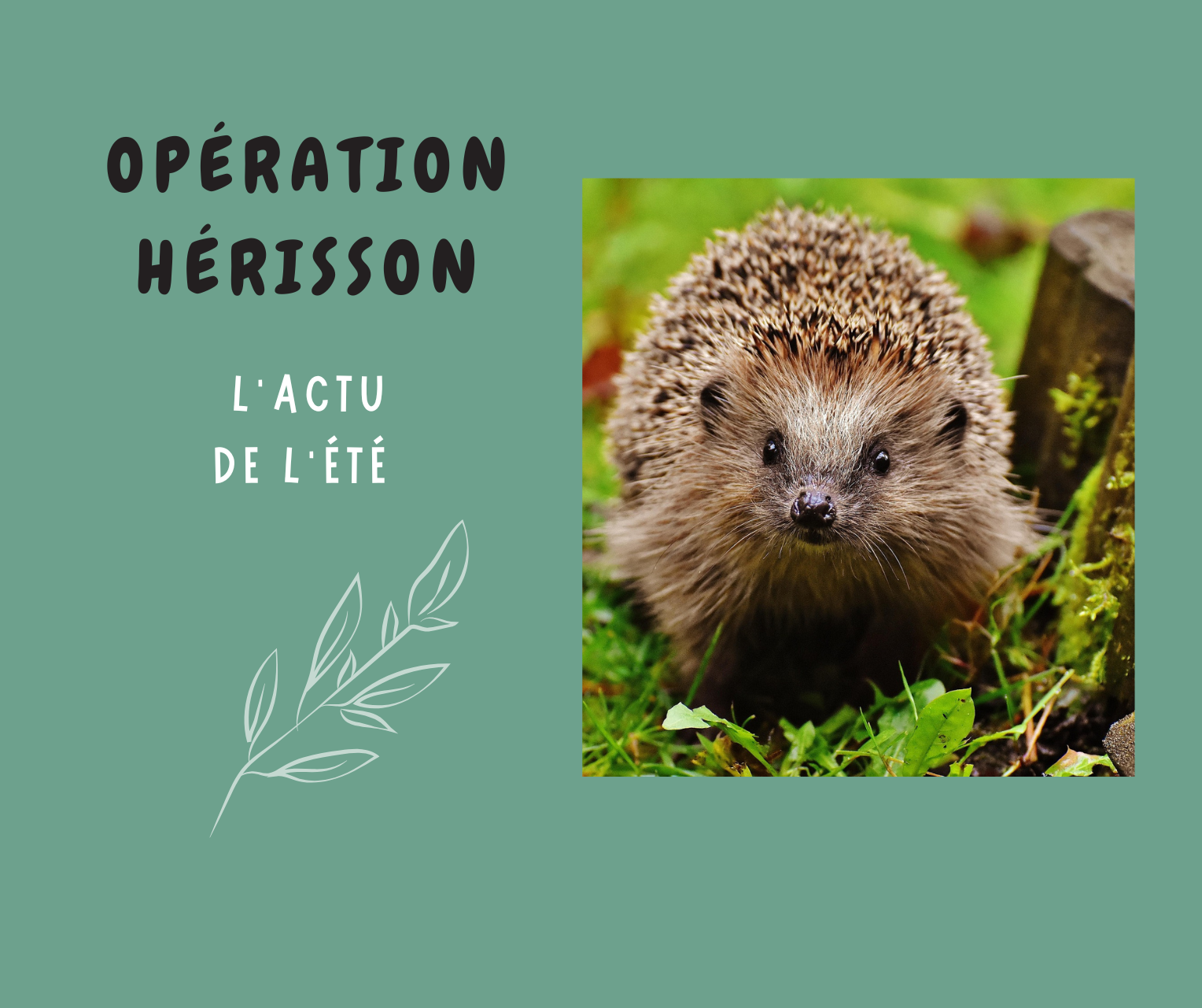 Opération Hérisson – L&rsquo;actu de l&rsquo;été