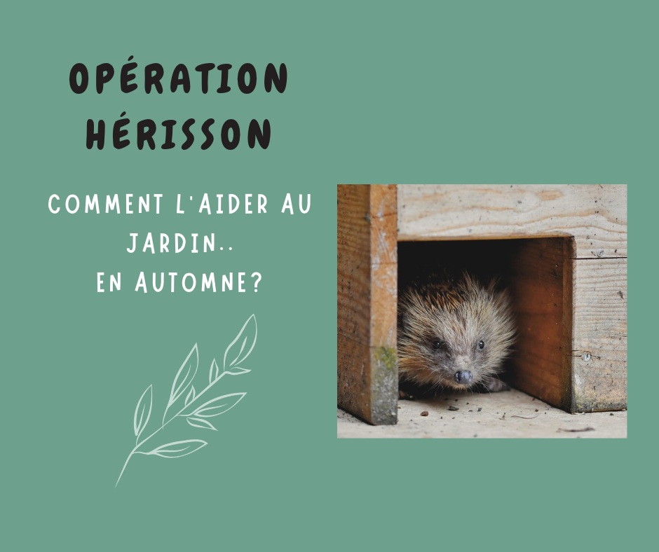 Le hérisson prépare son hibernation : comment l’aider au jardin ?