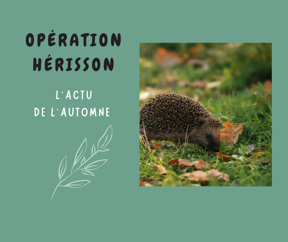 Opération hérisson : L&rsquo;actu de l&rsquo;automne